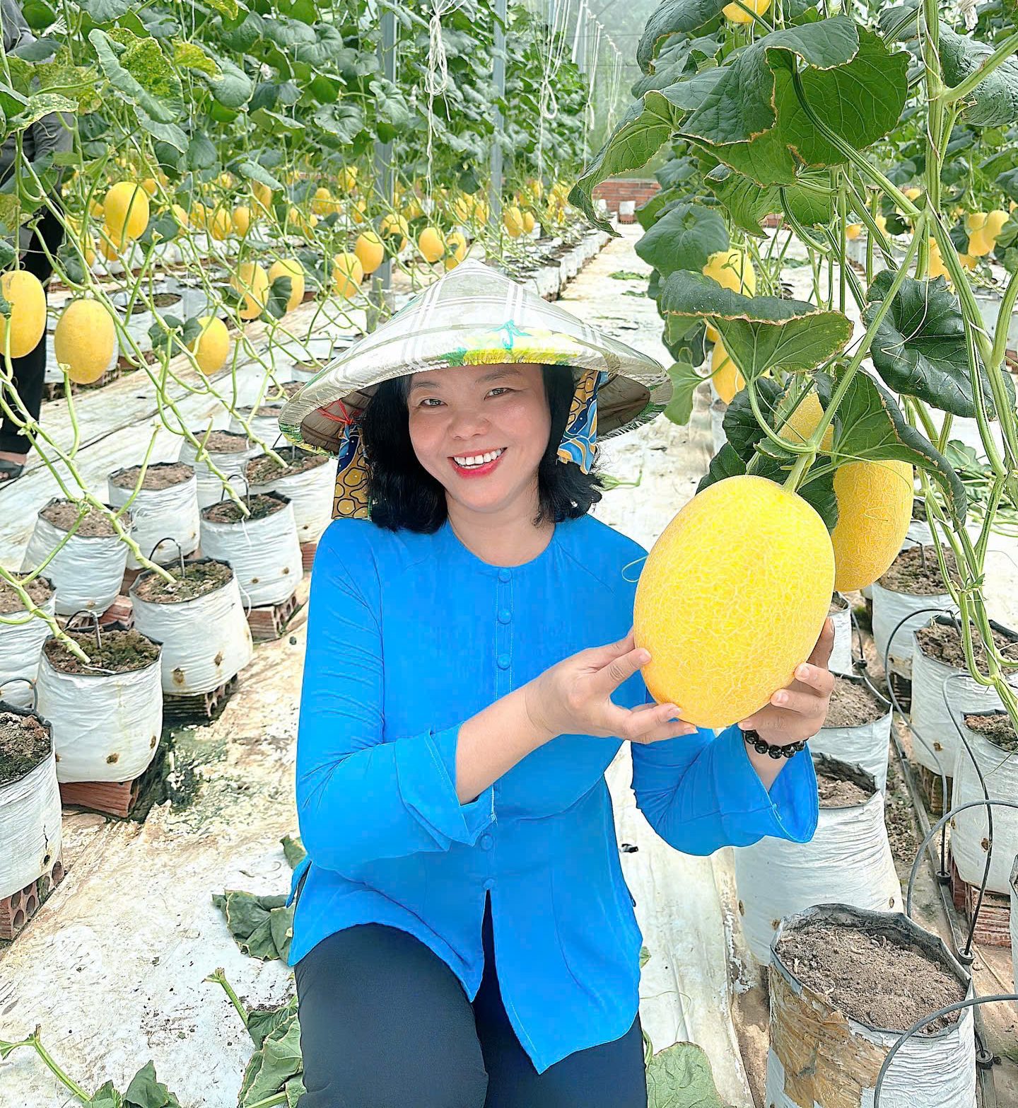 Long Xuyen Korean Melons Farm